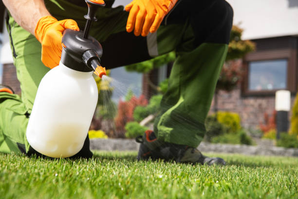 Best Insect Control  in Crainvle, IL