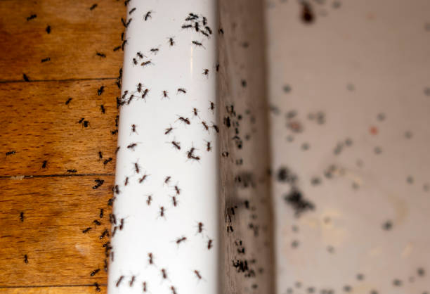 Best Best Pest Control Companies  in Crainvle, IL