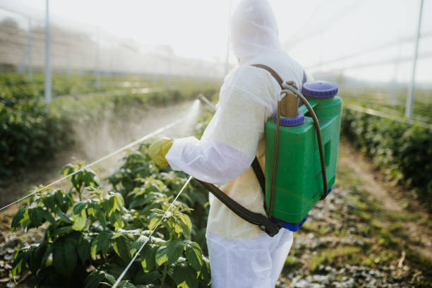 Best Rat Extermination Near Me  in Crainvle, IL